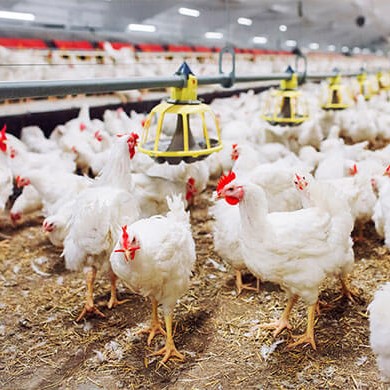Skyways Poultry Breeding Farms